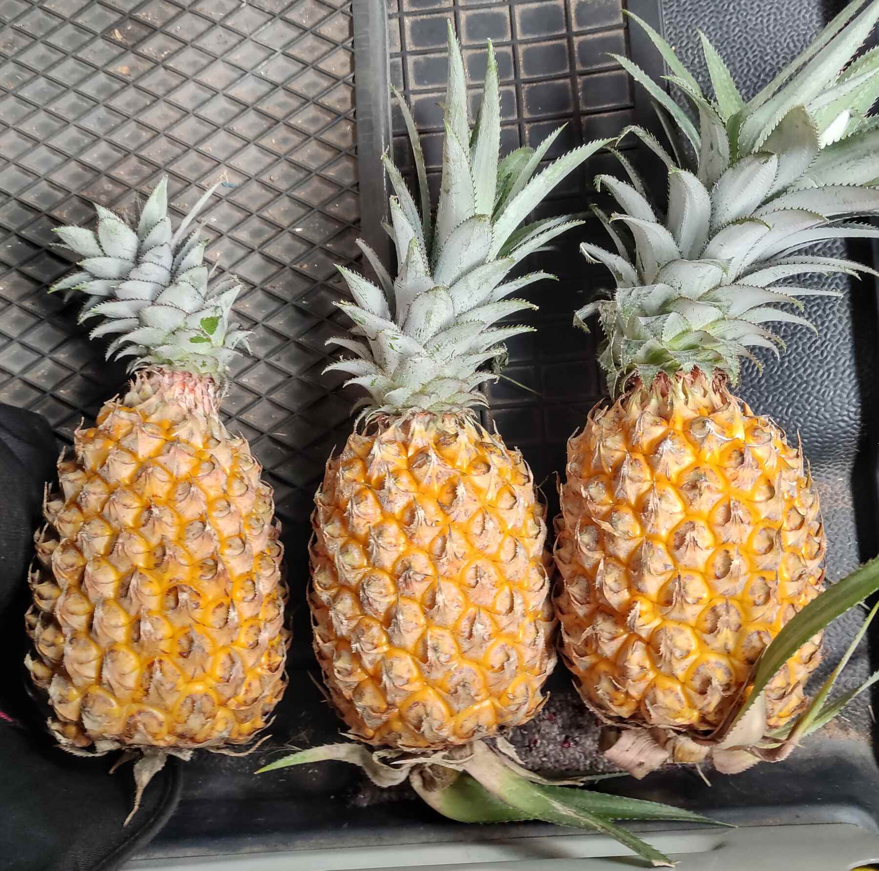 Ananas Frucht